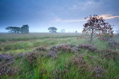 Rowan berry ağaç sabah bataklık üzerinde