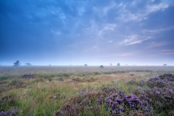 Dystra morgonen över marsh med Ljung — Stockfoto