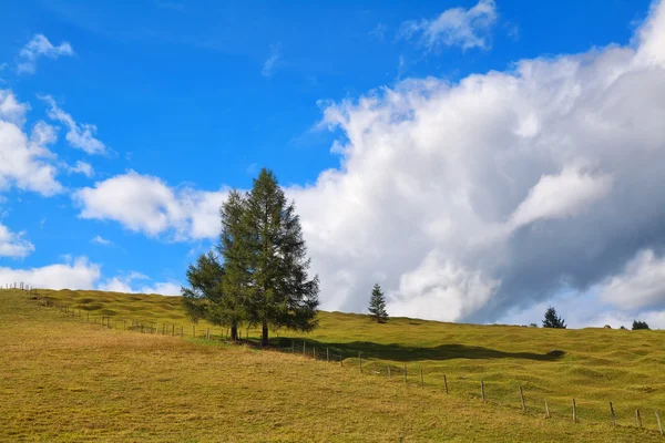 Spruce trees on meadow over blue sky — Stock Photo, Image