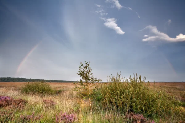 Rainbow over marsh with heather — Stock Photo, Image