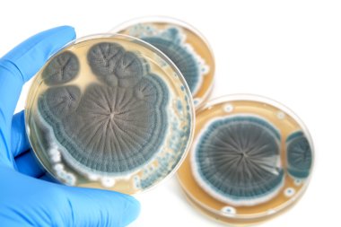 agar plaka üzerinde beyaz mantar Penicillium