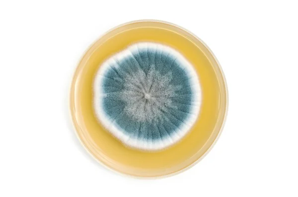 菌根真菌对琼脂平板在白色的背景 — 图库照片