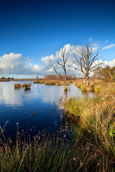 Dead trees in bog water — Stock Photo, Image