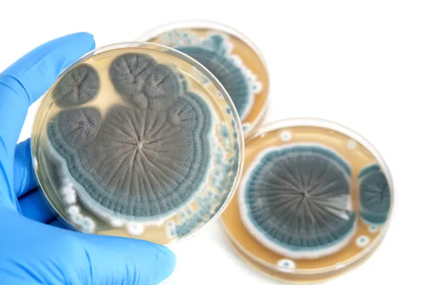 Penicillium fungi on agar plate over white — Stock Photo, Image