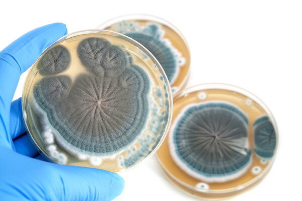 Penicillium fungi on agar plate over white