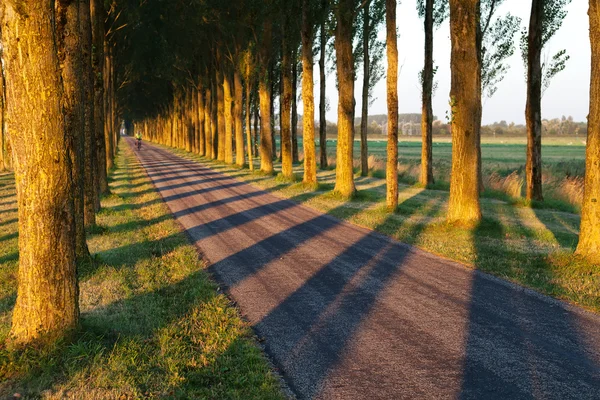 Tree shadow pattern on bike road — Stock Photo, Image