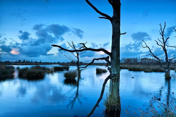 Oude dode bomen in moeras tijdens schemering — Stockfoto