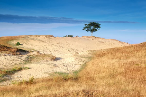 Tree on sand dune in morning sunlight — Stock Photo, Image