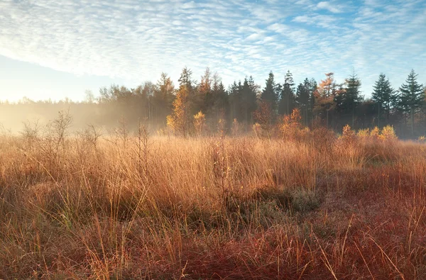 Morgensonne und Nebel im indischen Herbst — Stockfoto