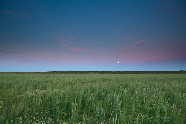 Full moon over wheat and barley field — Stock Photo, Image
