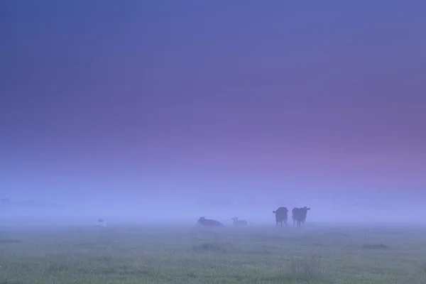 Cows in dense fog on morning pasture — Stock Photo, Image