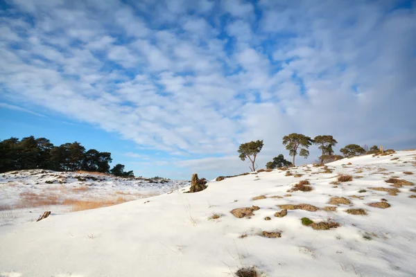 Pine trees on dune covered with snow — Stock Photo, Image