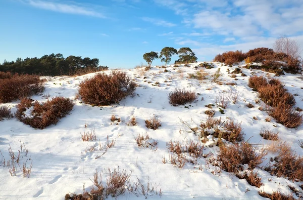 Tierspuren auf schneebedecktem Hügel — Stockfoto