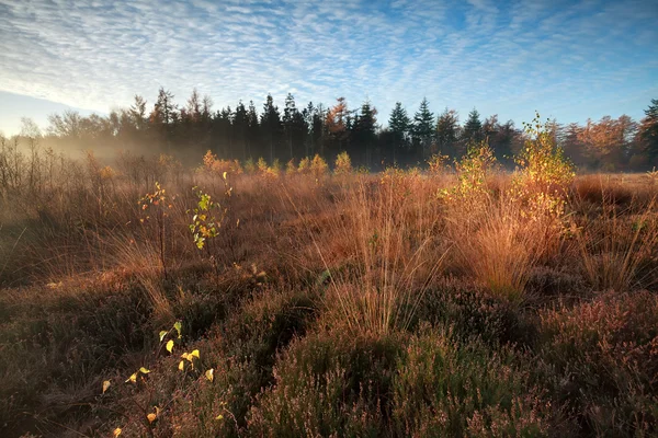 Morgensonne über Sümpfen mit orangen Herbst-Birken — Stockfoto