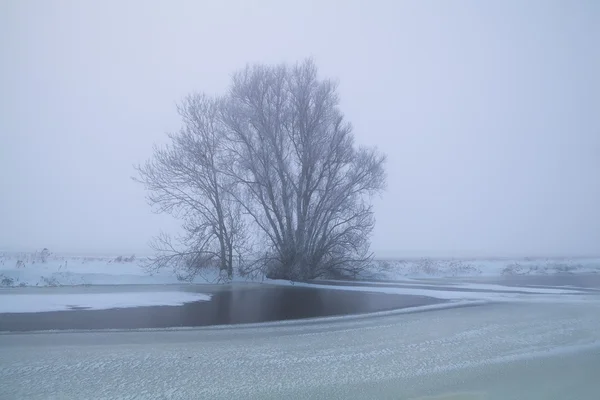 Tree by frozen lake in winter fog — Stock Photo, Image