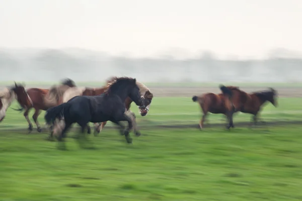 Cavalos galopantes borrados em pasto — Fotografia de Stock