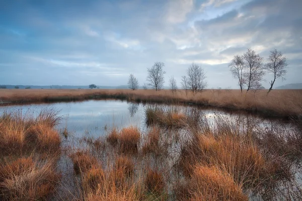 Clouded morning on swamp — Stock Photo, Image