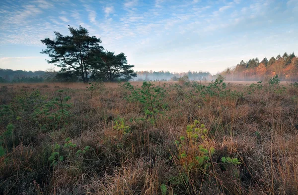 Marsh with small pine trees in misty autumn morning — Stock Photo, Image