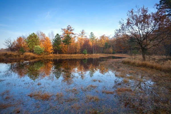 Pequeño lago en el bosque de otoño —  Fotos de Stock