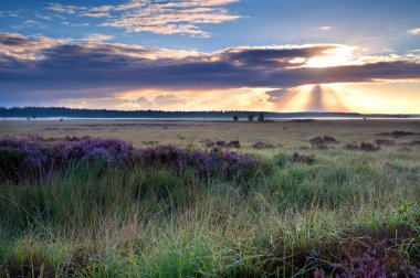 sabah güneş ışınları heather ile bataklık üzerinde
