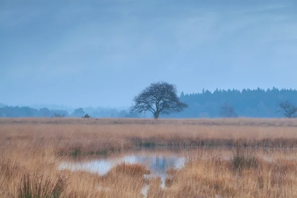 Árbol solitario en el pantano durante la mañana brumosa —  Fotos de Stock