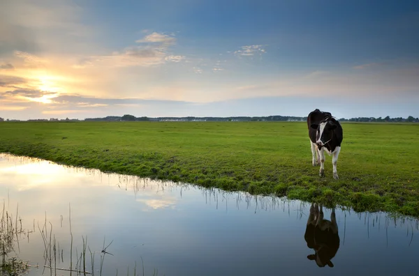 Vaca en el pasto al atardecer reflejada en el río — Foto de Stock