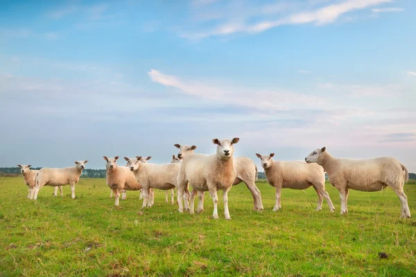 Sheep herd on green pasture — Stock Photo, Image
