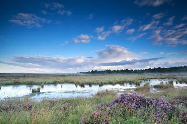 Blühende Heide in der Nähe von Sumpf am nebligen Morgen — Stockfoto