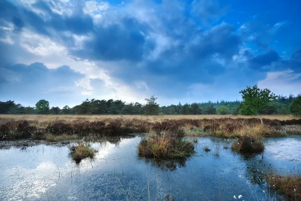 Blå molnlandskap över vilda träsket — Stockfoto