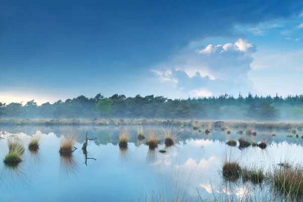 Niebla sobre pantano por bosque — Foto de Stock