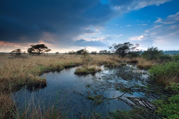 Regenachtige hemel over moeras in Nederland — Stockfoto