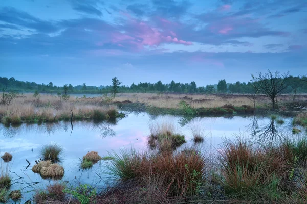 Красивый закат над болотом — стоковое фото