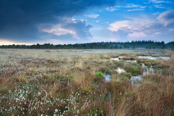 Regenachtige hemel over moeras met katoen-grass — Stockfoto