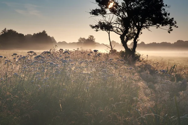 Summer misty sunrise on meadow — Stock Photo, Image