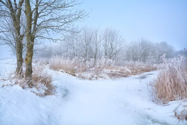 Frost kışın donmuş nehir kenarındaki ağaçlar — Stok fotoğraf