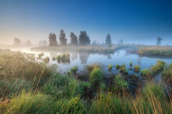 早上金阳光掠过沼泽 — 图库照片
