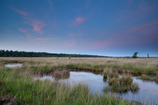 Zonsondergang over moeras — Stockfoto