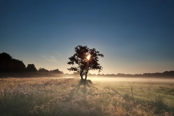 Sonnenstrahlen durch Baum am nebligen Morgen — Stockfoto