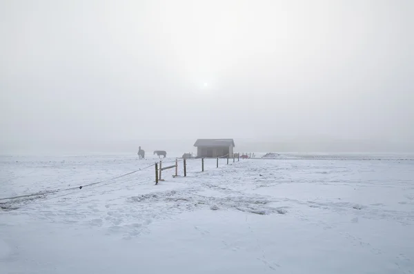 Cavalli su pascolo nevoso invernale in mattina nebbiosa — Foto Stock