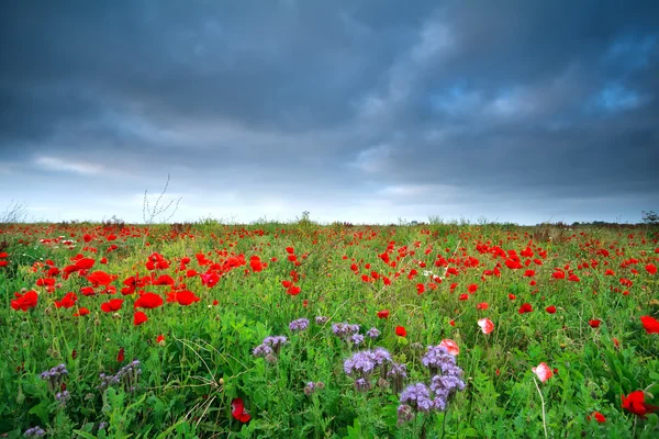 Campo con molti fiori di papavero rosso — Foto Stock