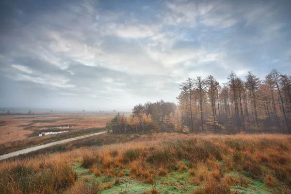 Misty clouded autumn morning over swamps and forest — Stock Photo, Image