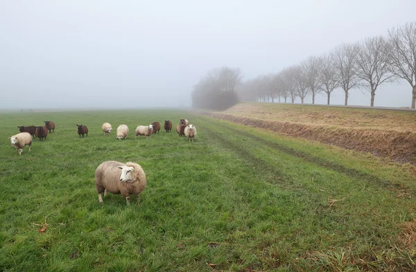 Několik ovcí v zimě mlha na pastvině — Stock fotografie