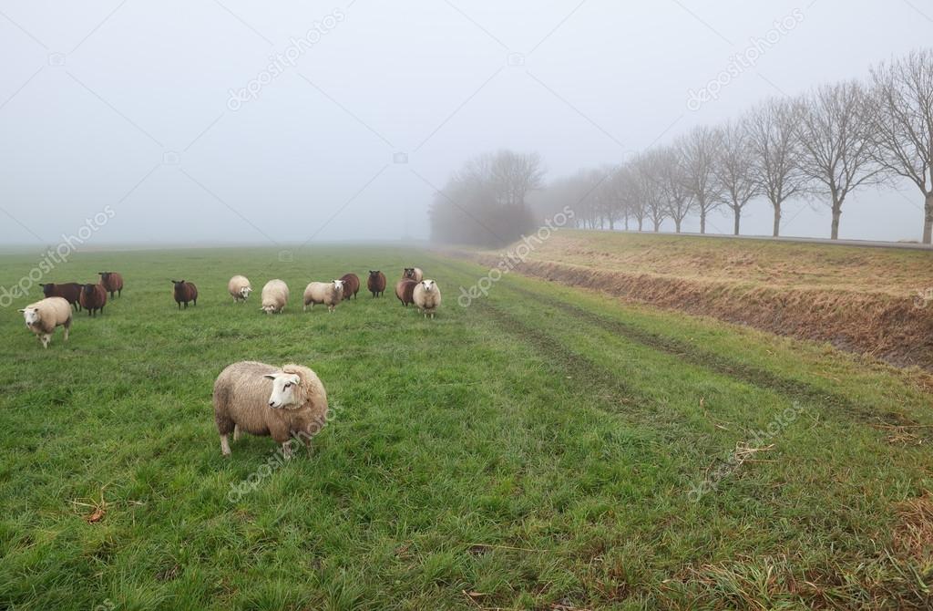 few sheep in winter fog on pasture