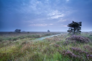 çiçekli heather ile bataklık üzerinde alacakaranlıkta