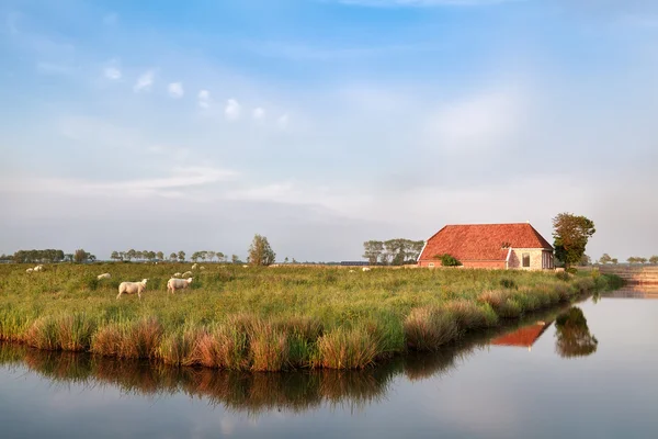 Bauernhaus und Schafe auf der Weide am Fluss — Stockfoto