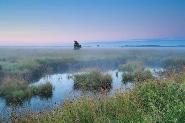 Pink sunrise over swamps in summer — Stock Photo, Image