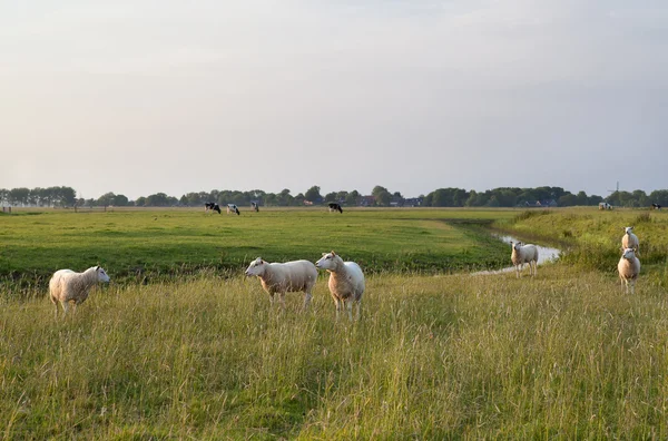 Pecore su pascolo verde — Foto Stock