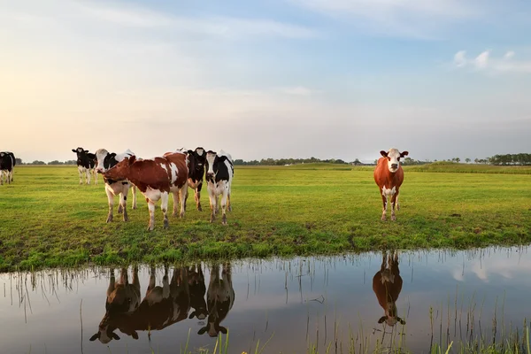 Few cows by river in sunset sunlight — Stock Photo, Image