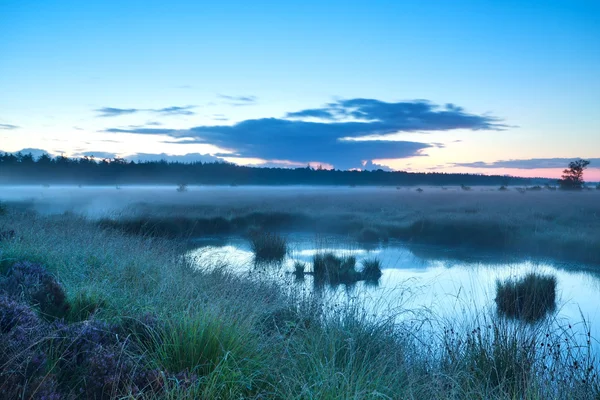 Dimmig morgon över träsket — Stockfoto