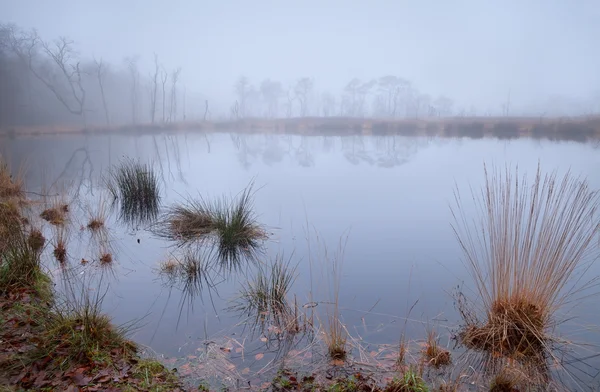 Pequeno lago selvagem no nevoeiro denso — Fotografia de Stock